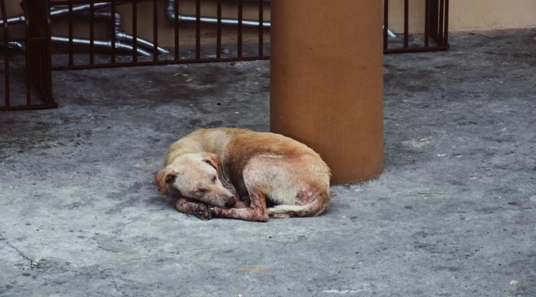 La-CDMX-busca-castigar-a-quienes-atropellen-animales-y-huyan_-las-sanciones-alcanzarían-multas-de-22.webp
