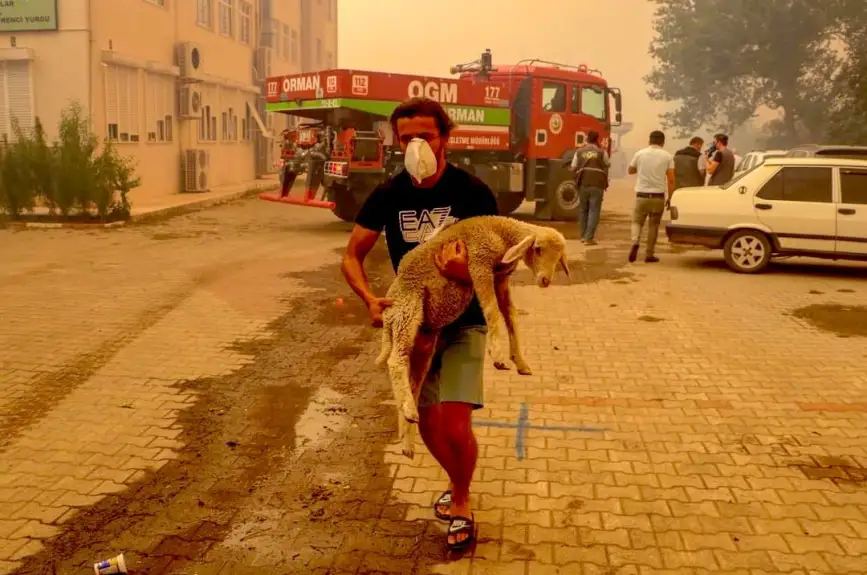 HAYTAP recoge a animales heridos por los incendios en Turquía