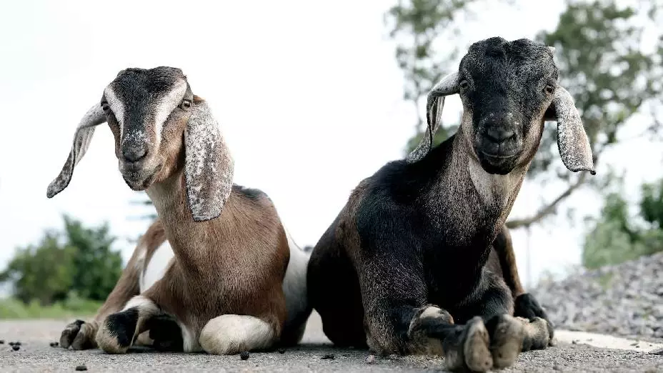 ¡Indignante! Un zoológico cocina a cabras para una fiesta
