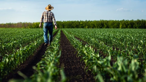 Trabajador agr&iacute;cola en el medio del cultivo