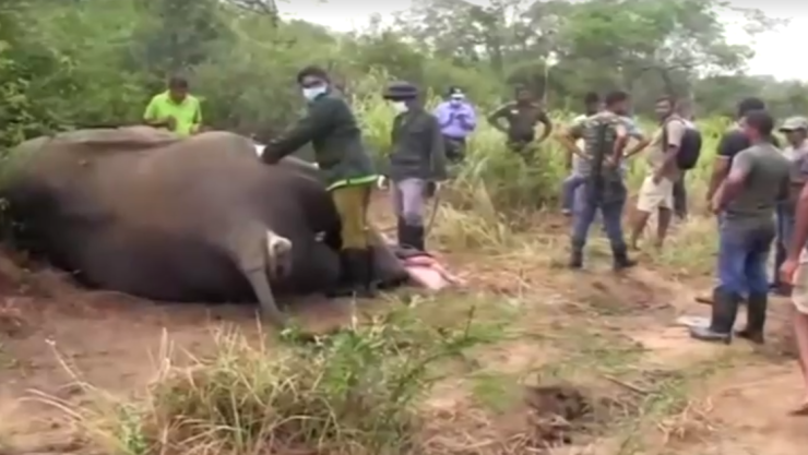 Elefantes en Sri Lanka