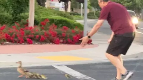 Hombre muere atropellado en California tras ayudar a familia de patos a cruzar