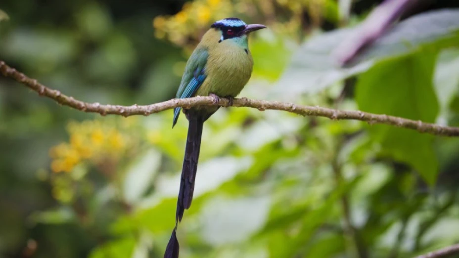 Foto de archivo. Un momoto de capiazul en el Bosque Nuboso de la Reserva de la Biosfera del Manu en la región de Madre de Dios, en el sur de la Amazonía peruana.
