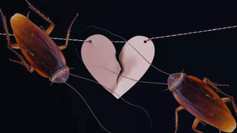 Zoológico de NY ofrece nombrar a cucarachas con el nombre de tu ex para San Valentín.jpg