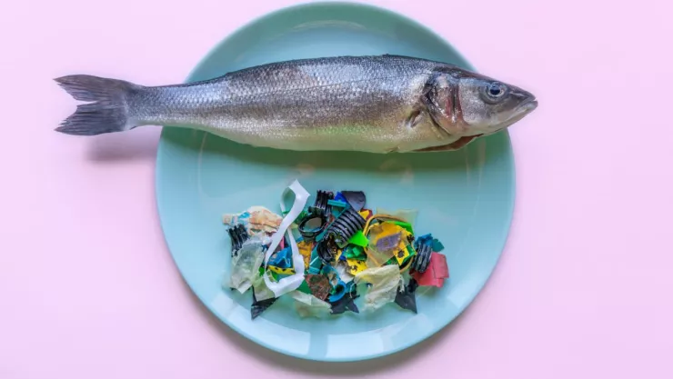 Así afectan los microplásticos en alimentos a tu organismo