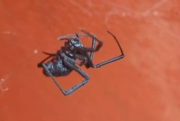 Viuda negra en Acayucan