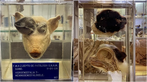 ¡Difícil de creer! El museo que muestra las enfermedades de los animales en México