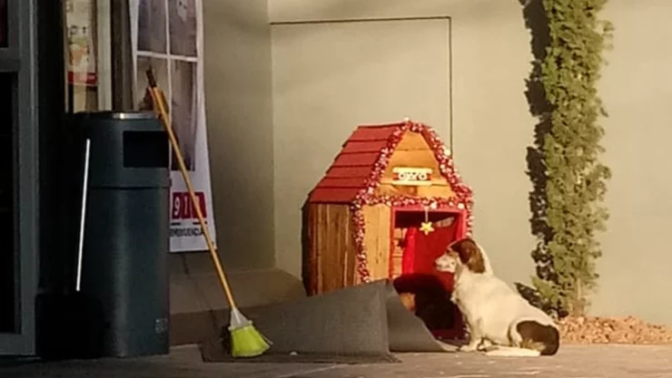 La historia de ‘Migajón’, un perro callejero fue dada a conocer a través de una publicación en Facebook, la cual señaló que los empleados de una tienda lo adoptaron y le construyeron una casa a las afueras de la tienda ubicada en Toluca.