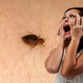 Qué hacer para que las chinches no entren en tu casa este otoño