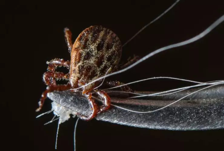 Ácaros de la cara serían simbiontes de los humanos