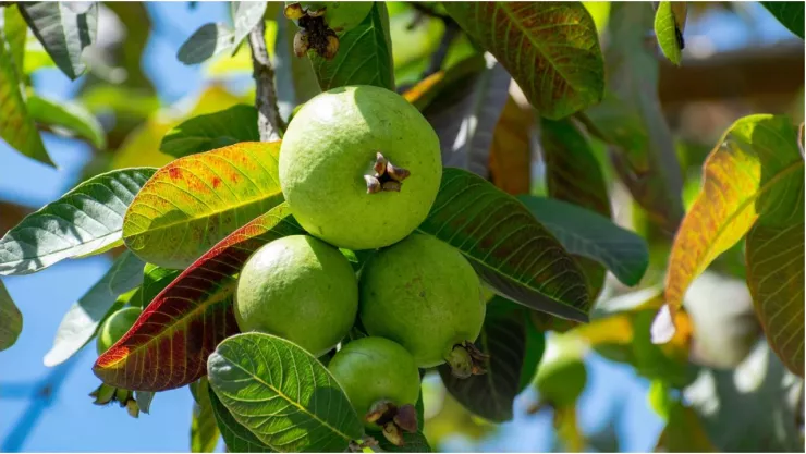 Este es el motivo por el que no habrá guayabas en Aguascalientes en 2024
