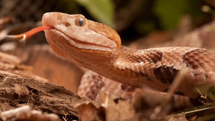Temporada de serpientes en México