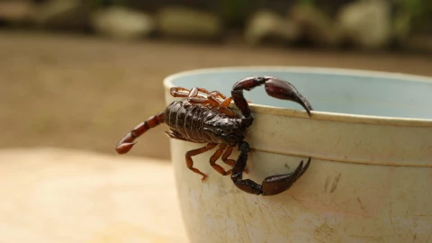 ¿Qué hacer ante una picadura de alacrán?