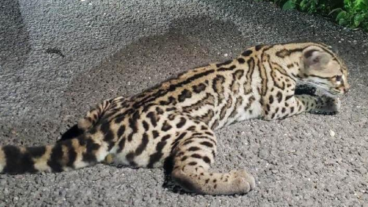 Ciudadanos de Chetumal rescatan a tigrillo herido en la carretera