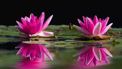 Las plantas ideales para tener en casa durante temporada de frío