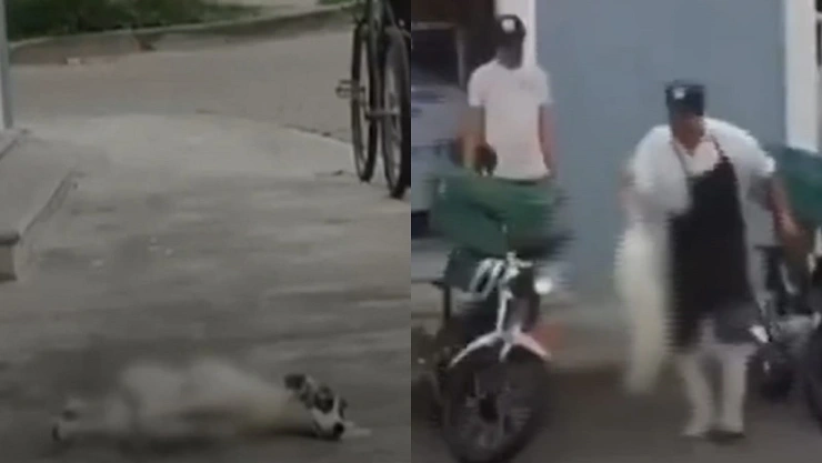 agresión a perrito de la calle