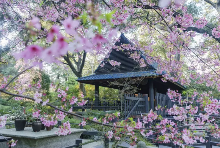 Cerezos en flor en el Descanso Garden, en California.