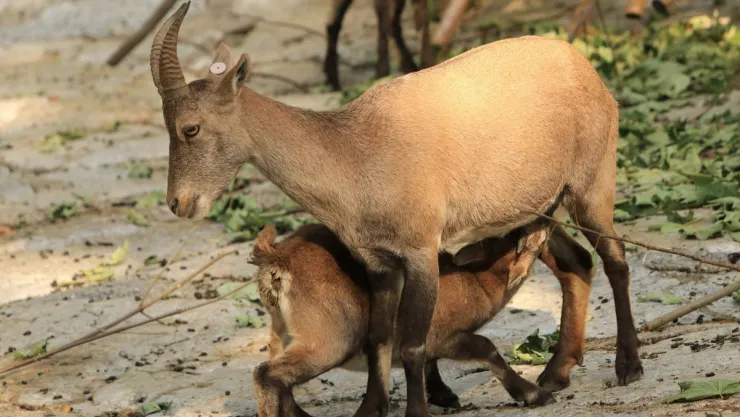 Zoológico cocinó cabras para una cena; esto es lo que se sabe
