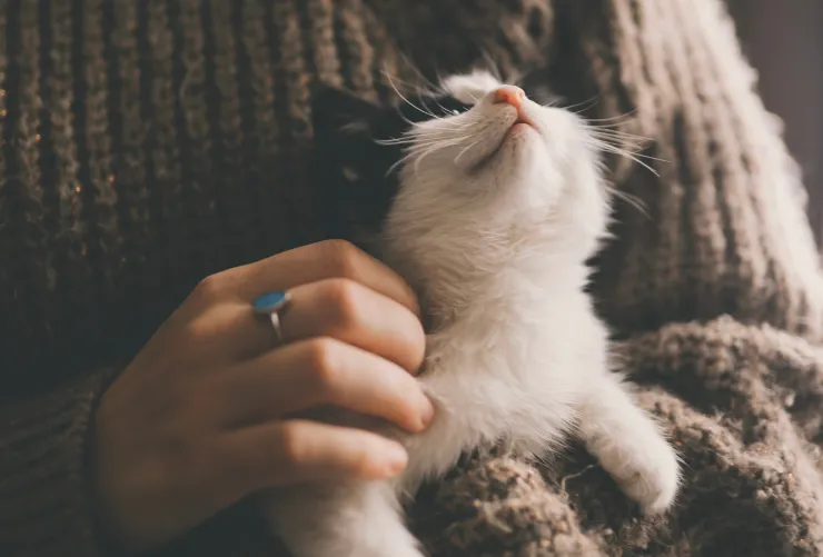 Gato mascota