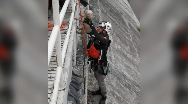 proteccion_civil_perrito_nuevo_leon