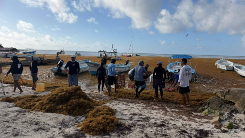 Arribo masivo de sargazo sorprende a Akumal