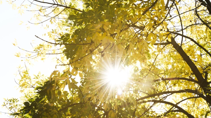 Luz del sol en lo árboles