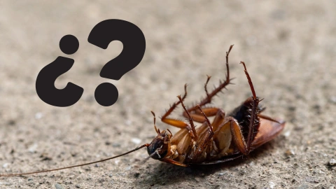 Encontrar cucarachas muertas con las patas arriba: qué significa y por qué es importante saber cómo actuar