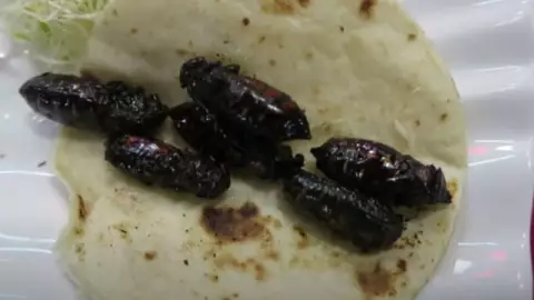 Tacos de cucaracha en CDMX
