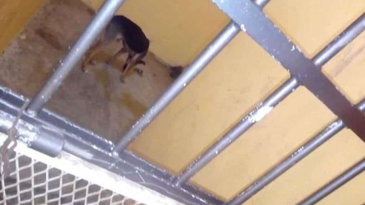 Alcalde da pena de muerte a perro en Oaxaca lo deja morir de hambre