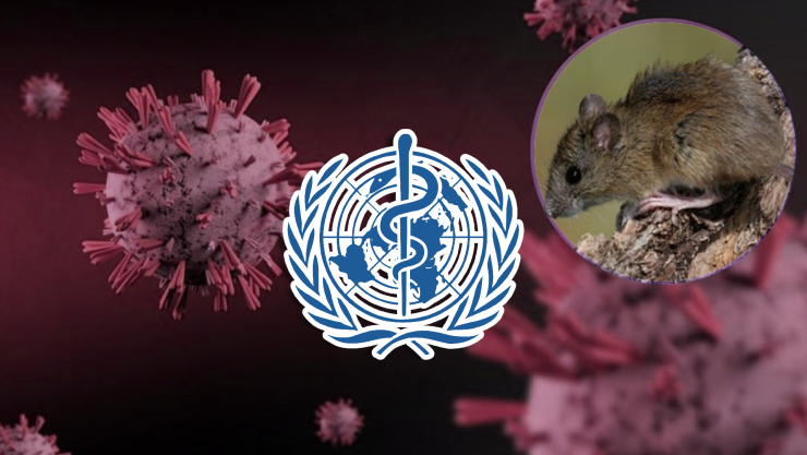 ‘No es el nuevo COVID’_ OMS asegura que el riesgo de hantavirus es extremadamente bajo tras brote en crucero.webp