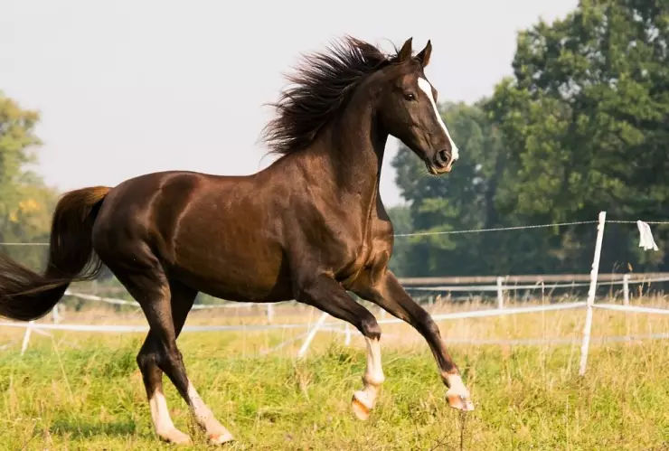 Caballos, domesticados, estudio 2.jpg
