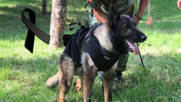 Proteo perro rescatista mexicano