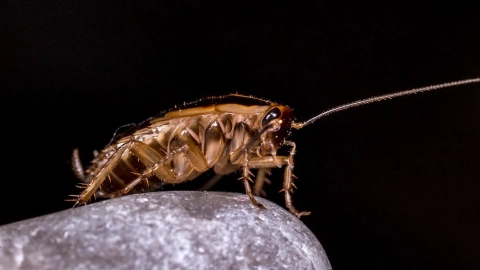 Remedios caseros cucaracha eliminar casas
