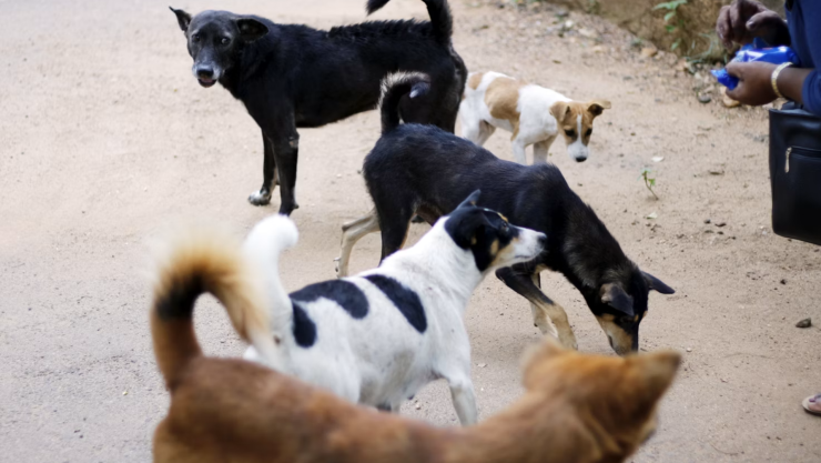 perros mexicali.png