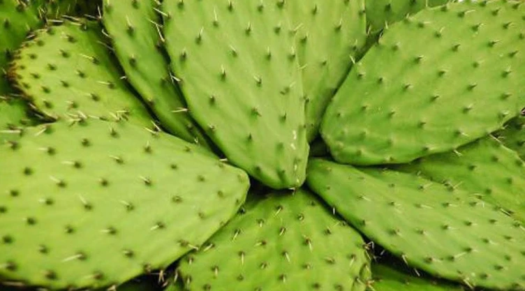nopal