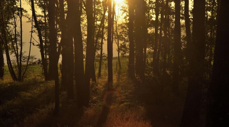 Éxito forestal
