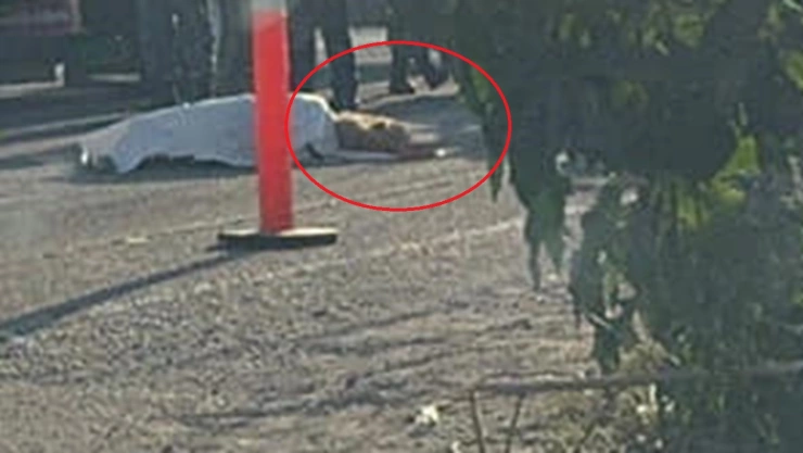 Abuelito muere arrollado frente a sus dos perritos sobre la carretera federal Puebla-Tehuacán hoy