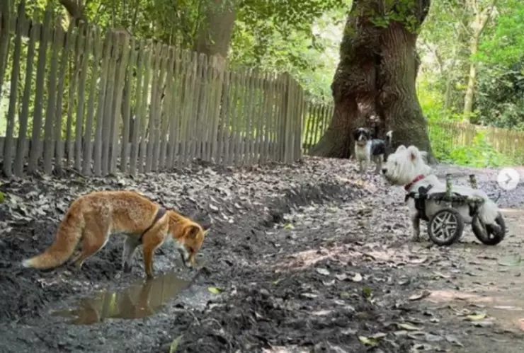 perrito guia zorra.jpg