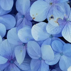 Flores azules