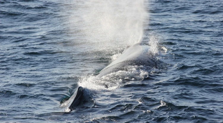 ballena_tesoro_pescadores.jpg