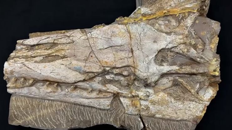 encuentran-fosil-reptil-marino-nuevo-leon
