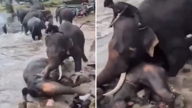 Turista aplastada por elefante India