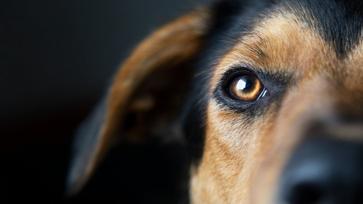 La mirada de un perro con fondo negro.