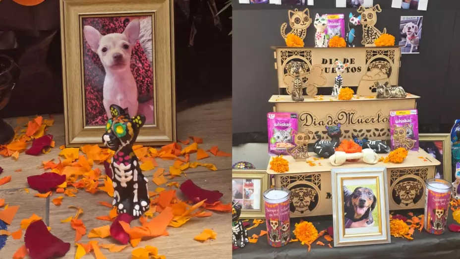 Día de Muertos, llegada de mascotas, ofrendas xoloizcuintle
