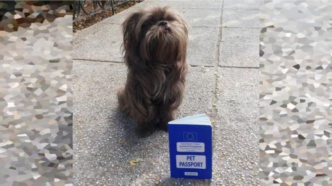 Karen Denise González y Karan Lund viajaron desde Reino Unido a México en compañía de su perro Chewy para vacacionar, pero al retornar se dieron cuenta que extraviaron el pasaporte de su mascota en Tepoztlán.