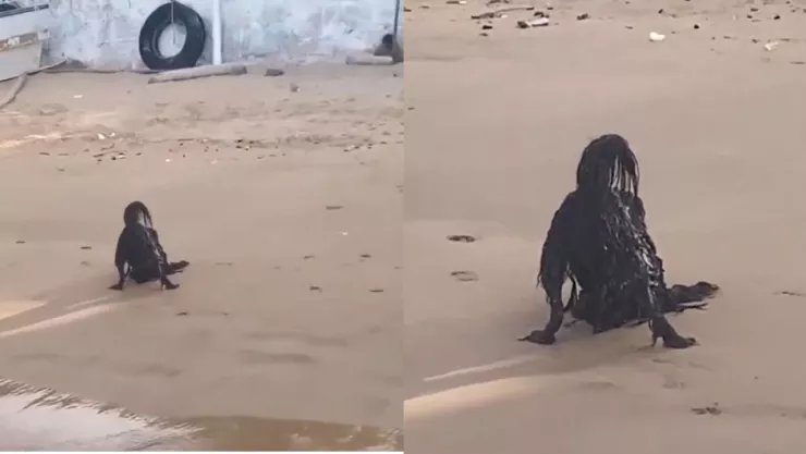 Extraña criatura es captada en la orilla del mar