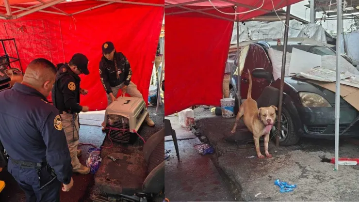 Indigente muere tras ser mordido por un perro en la alcaldía GAM