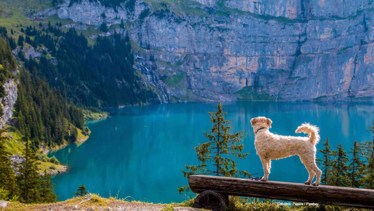 perro salva vida peces arroja agua.jpg