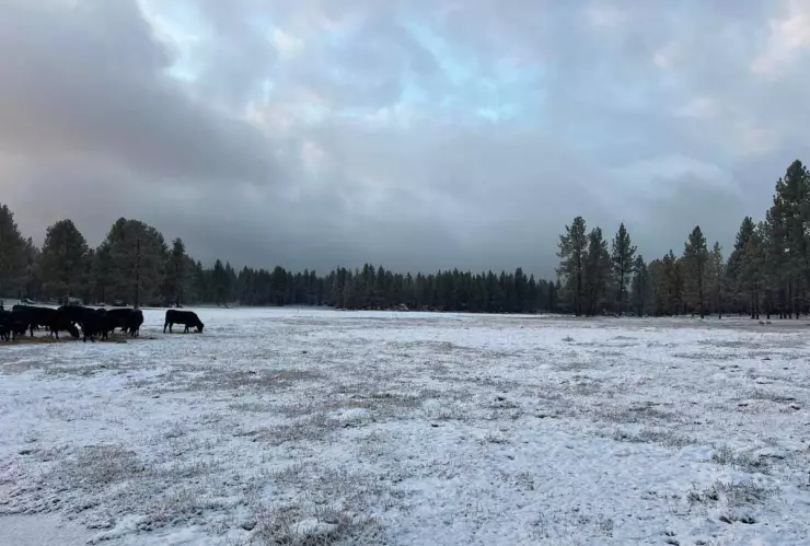 Nevadas en Sierra de Juárez y Sierra de San Pedro Mártir, Baja California este 2024