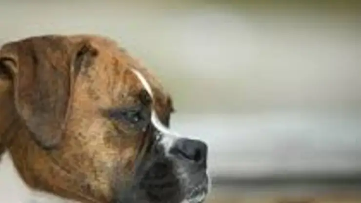 Perro
